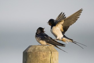 Male barn swallow (Hirundo rustica) approaching the female for mating, Hesse, Germany, Europe