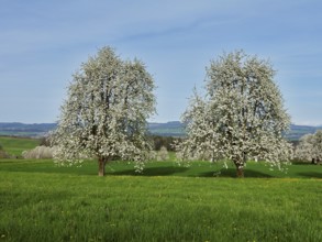 Flowering pear trees (Pyrus communis), Beinwil, Freiamt, Canton Aargau, Switzerland, Europe