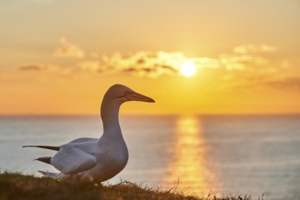 Northern gannet (Morus bassanus) standing on the cliff at sunset with the sea in the background,