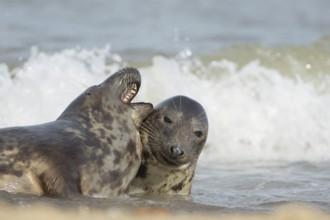 Grey seal (Halichoerus grypus) two adult animals in love courting in the sea, England, United