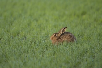 European brown hare (Lepus europaeus) adult animal resting in a farmland cereal field in summer,
