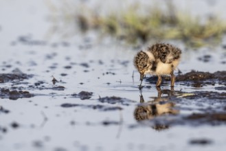 Young lapwing (Vanellus vanellus), Lower Saxony, Germany, Europe