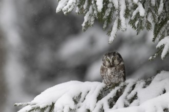 Long-eared owl (Asio otus) in a winter forest, Czech Republic, Europe