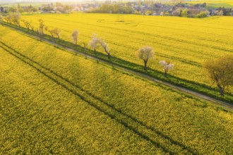 Alley with blossoming fruit trees between rape fields, aerial view in evening light, Wölkisch,
