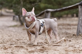 Cute New Shade Isabella orange Tan colored French Bulldog with Y shaped dog harness and leash