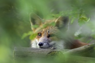 Close-up of red fox (Vulpes vulpes) looking through leaves in broadleaved forest in spring