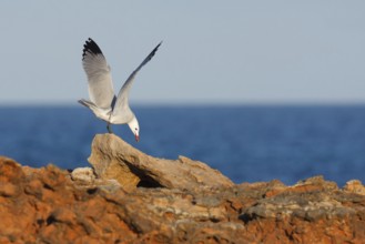 Audouin's Gull (Ichthyaetus audouinii), Mallorca, Spain, Europe