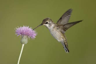 Black-chinned Hummingbird (Archilochus alexandri), Texas, USA, North America