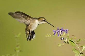 Ruby-throated Hummingbird (Archilochus colubris), Texas, USA, North America