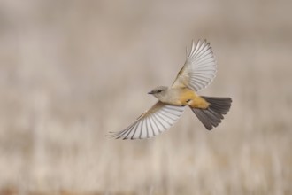 Say's Phoebe (Sayornis saya) flying, California, USA, North America