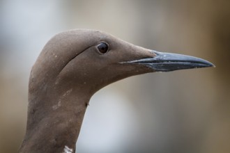 Common Murre (Uria aalge) adult portrait, Farne Islands, United Kingdom, Europe