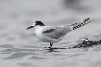 Common Tern-longipennis (Sterna hirundo longipennis), Victoria, Australia, Oceania