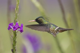 Black-crested Coquette (Lophornis helenae) male flying and feeding at a flower, Costa Rica, Central