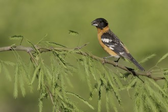 Black-headed Grosbeak (Pheucticus melanocephalus) male perched on a branch, Arizona, USA, North