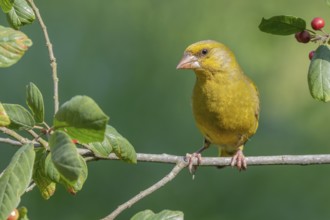 European Greenfinch (Chloris chloris) male perched on a branch, Lower Saxony, Germany, Europe