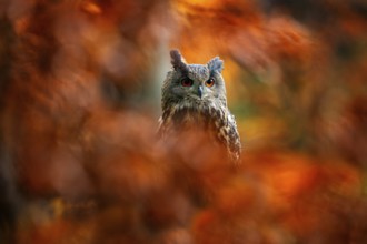 Autumn orange wildlife, detail portrait of owl in the forest. Eurasian Eagle Owl, Bubo Bubo,