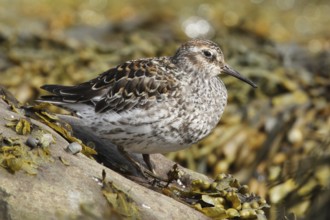 Purple Sandpiper (Calidris maritima) male, Varanger, Norway, Europe