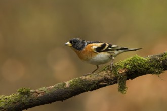 Brambling (Fringilla montifringilla) male, Utrecht, Netherlands