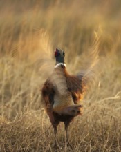 Common Pheasant (Phasianus colchicus) male, Schleswig-Holstein, Germany, Europe