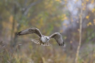 Sakerfalke, Wuergfalke, lat. Falco cherrug, im Flug von vorn mit herbstfarbener Vegetation