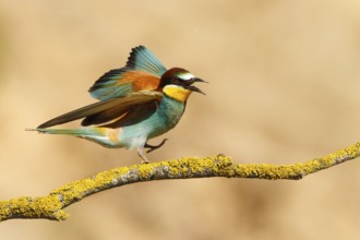European Bee-eater (Merops apiaster), France, Europe