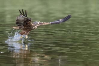 Red Kite (Milvus milvus) hunting, Mecklenburg-Western Pomerania, Germany, Europe