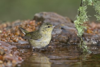 Tennessee Warbler (Leiothlypis peregrina) at a waterhole, Texas, USA, North America
