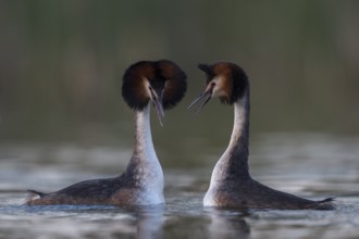 Great Crested Grebe (Podiceps cristatus) pair displaying, North Rhine-Westphalia, Germany, Europe