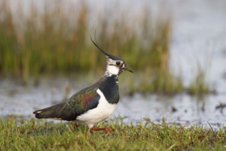 Northern Lapwing (Vanellus vanellus) male, North Rhine-Westphalia, Germany, Europe