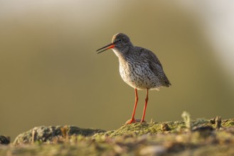 Common Redshank (Tringa totanus), North Rhine-Westphalia, Germany, Europe