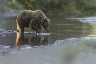 Grizzly Bear (Ursus arctos horribilis) fishing, British Columbia, Canada, North America