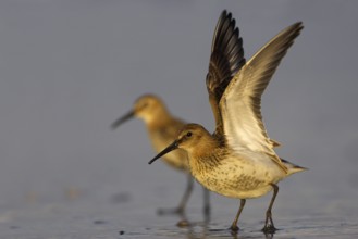 Dunlin (Calidris alpina), Schleswig-Holstein, Germany, Europe