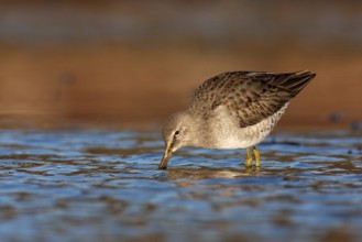 Short-billed Dowitcher (Limnodromus griseus), British Columbia, Canada, North America