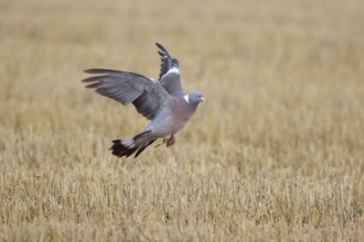 Common Wood Pigeon (Columba palumbus) flying, North Rhine-Westphalia, Germany, Europe