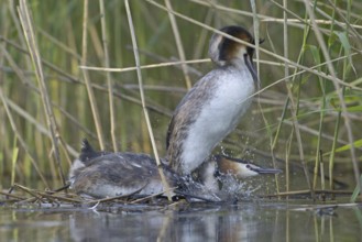Great Crested Grebe (Podiceps cristatus), Saxony, Germany, Europe