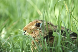 European brown hare (Lepus europaeus) sitting in its manger in a meadow, North Rhine-Westphalia,