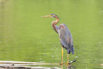 Purple heron (Ardea purpurea), standing on a branch in the water, wildlife, birds, heron, rare