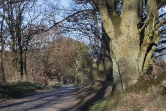 Cobbled street with old oak trees, Schorfheide, Brandenburg, Germany, Europe