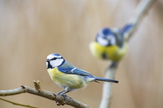Blue Tit (Parus Caeruleus) Germany