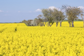 Rape field (Brassica napus) in bloom, in between an avenue with blossoming fruit trees, Saxon