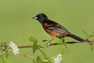 Orchard Oriole (Icterus spurius) male, Ohio, USA, North America