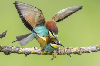 European Bee-eater (Merops apiaster) pair mating, Subotica, Serbia, Europe