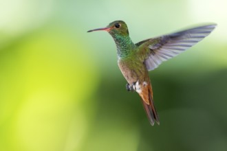 Rufous-tailed Hummingbird (Amazilia tzacatl) flying, Peten, Guatemala, Central America