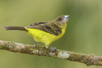 Flame-rumped Tanager (Ramphocelus flammigerus) perched on a branch in the mountains of Colombia,