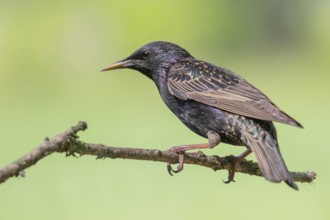 Common Starling (Sturnus vulgaris) perched on a branch, Lower Saxony, Germany, Europe