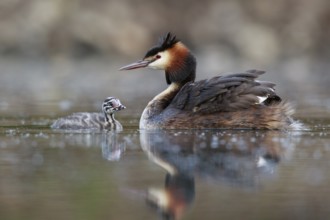 Great Crested Grebe (Podiceps cristatus) with chick, North Rhine-Westphalia, Germany, Europe