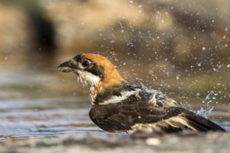 Woodchat Shrike (Lanius senator) male bathing, Castile-Leon, Spain, Europe