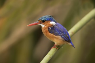 Malachite Kingfisher (Corythornis cristatus), Lake Hawassa, Ethiopia, Africa