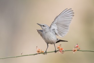 Blackstart (Oenanthe melanura) perched on a twig, Eilat, Israel, Asia