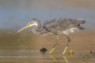Western Reef Heron (Egretta gularis), Eilat, Israel, Asia